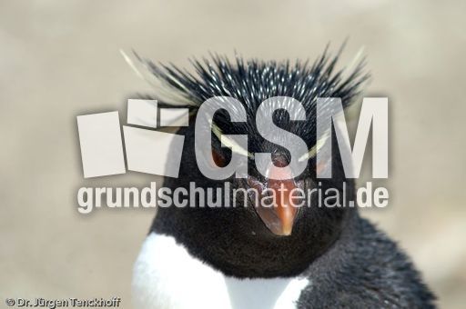 Felsenpinguine (27 von 40).jpg